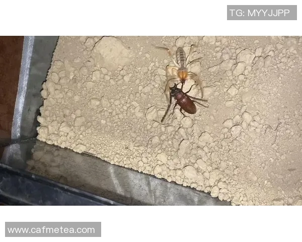 重庆篮球队防守革新之路:从传统到现代的全新转型探索 重庆篮球队防守革新之路:从传统到现代的全新转型探索